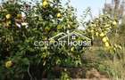 VILA P+E, 5 camere, teren 1350mp, PIPERA - 39