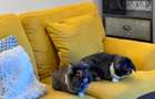 LUX INDUSTRIAL APARTMENT - CREDIT FRIENDLY - AM097-ET3 - 3