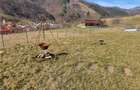 Vindem urgent 1035mp teren intravilan in Rau Sadului ,  SIBIU - 18