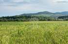 Teren -4.300 mp - Arabil - Chintelnic - 7