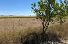 TEREN CU POTENTIAL - Satu Mare - 6