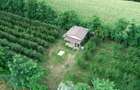 Vila + Afacere 15.000mp Clinceni - 4