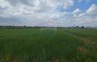 Teren intravilan 6,600mp Dumbraveni / Strada Principala spre Veresti