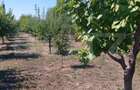 Teren extravilan de vanzare 2603 mp, zona IPL - 2
