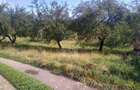 Teren 1500 mp - pretabil cabana/investitie - Zona Valea Rusului - 2