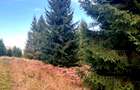 Vanzare 5,3 ha păsune deasupra Voronețului Suceava - Proiect Turistic - 18