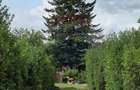 Domeniu rural, gospodarie/multifunctionala cu casa, livada, vie - 9