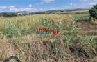 Teren intravilan 5.756 mp cu acces direct la Șoseaua de Centură – Alba - 6