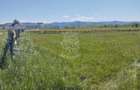 Teren 700 mp cu utilitati-panoramic-Livezile - 2