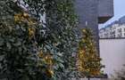 Apartament cu gradina 2 camere Pipera  - 15