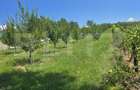 Livada de vanzare, 16.000 mp, zona Hodac