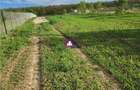 Teren 5600 mp Snagov Lac - 3