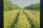 Vila + Afacere 15.000mp Clinceni - 23