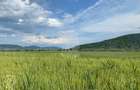 Teren -4.300 mp - Arabil - Chintelnic - 1
