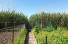 Snagov  Ultimul Refugiu la Lac: Proprietate Rara cu Priveliște de Poveste - 1