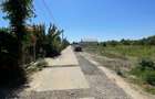 Ordoreanu, Clinceni, Padure - 2