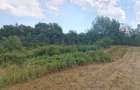 2 Parcele de teren extravilan zona Bradet Pret 3000eur/ar neg usor - 8