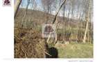 Oportunitate rară! 1 ha pădure Corcova – teren cu potențial real - 5