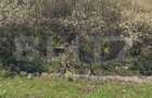 Teren 5117 mp intravilan,  zona de Almaj - 1
