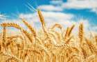 PORTOFOLIU AGRICOL PREMIUM 3.000 HA SUDUL ROMÂNIEI OPORTUNITATE INVESTIȚIONALĂ - 7