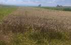 Teren intravilan, 10000mp, zona Maneuti, Radauti