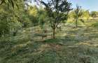 Livada + padure + teren extravilan, 14.400 mp, zona Gemenea-Bratulesti - 6