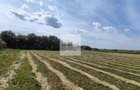 Teren de 11.000 mp cu casă și teren agricol | La 40 km de București | - 1
