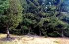 Vanzare 5,3 ha păsune deasupra Voronețului Suceava - Proiect Turistic - 23