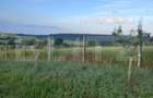 Teren intravilan, 4447 mp, 28 ml deschidere, Pielesti - 3