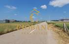 Teren intravilan cu PLANTATIE DE GOJII de vanzare in Racari - 2