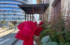 Mamaia Nord Complexul Onyx Resort/Apartament cu 2 camere/Loc de Parcare - 6