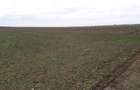 RECO Teren in Santandrei 29 100mp - 1