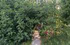 CASA SINGUR CURTE PTA UNIRII TEREN IN PROPRIETATE 620MP POTENTIAL ENORM, DIVER - 1