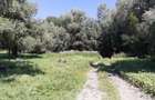 OCAZIE; teren MAHMUDIA 12euro/m.p. Suprafata 5000 m.p. Deschidere la Dunare 48m - 6