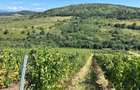 Vie de 115 Hectare în satul Dud, județul Arad - 3