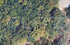 Teren intravilan 6.000 mp | Parcelabil | Teren plan | Padure - 1