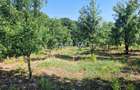 Casa 3 Camere + Teren si Anexe, Tirculesti- Danesti - 6