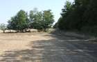 Teren Clinceni-Ordoreanu padure - 6