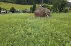 Casa 225 mp, teren intravilan 4822 mp C. Moldovenesc, Suceava - 13
