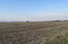 Teren intravilan 29 000 mp, Paulesti. DN1. - 7