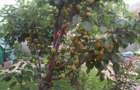 MAGURELE, Vila an 2012 S+P+E+M, Sutila 315mp, garaj, foisor, centrala proprie - 18