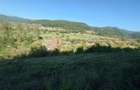 5,6 ha terenuri si padure in Criscior - 2