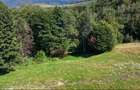 Teren 5000 mp, pretabil cabana de weekend, Sinca Noua
