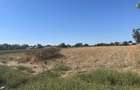 Teren intravilan 4.000 mp, CALARASI, ROSETI - 1