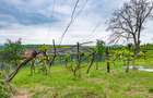 Casă din chirpici, bucătărie de vară și 1.34 ha de teren, Ardeoani - 5