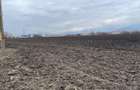 Teren 50000mp Extravilan-Intrare Halchiu-Cod 5235 - 6