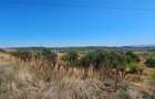 Teren intravilan 14.168 mp – pozitie excelenta la intrarea in Braila - 7