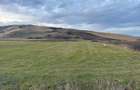 Teren Extravilan I 6000 Mp I Acces la drum | Cojocna - 2
