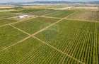 BUSINESS DE VANZARE Plantatie de afin din Romania - 4