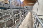 Ferma noua, moderna si complet utilata, de bovine de inchiriat, 1900 mp, Lazuri - 13